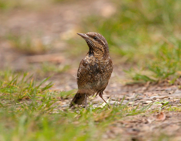 Wryneck