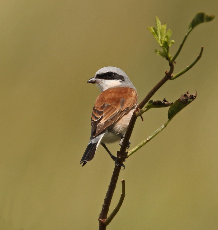 Red-backed Shrike