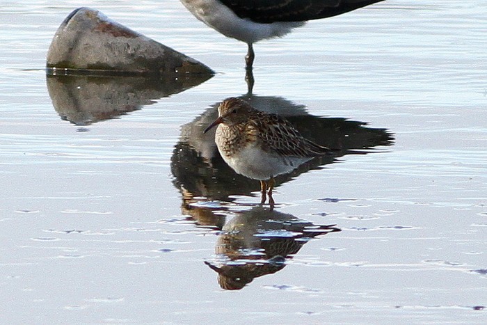 Pectoral Sandpiper