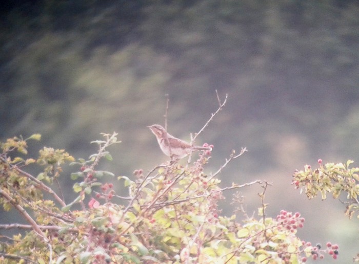 Wryneck