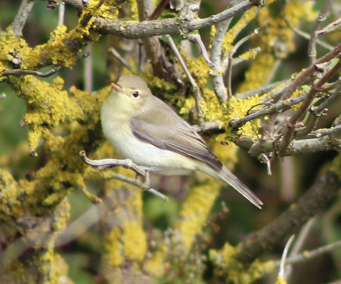 Melodious Warbler
