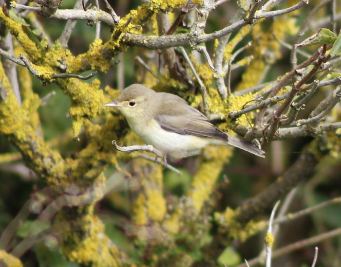 Melodious Warbler