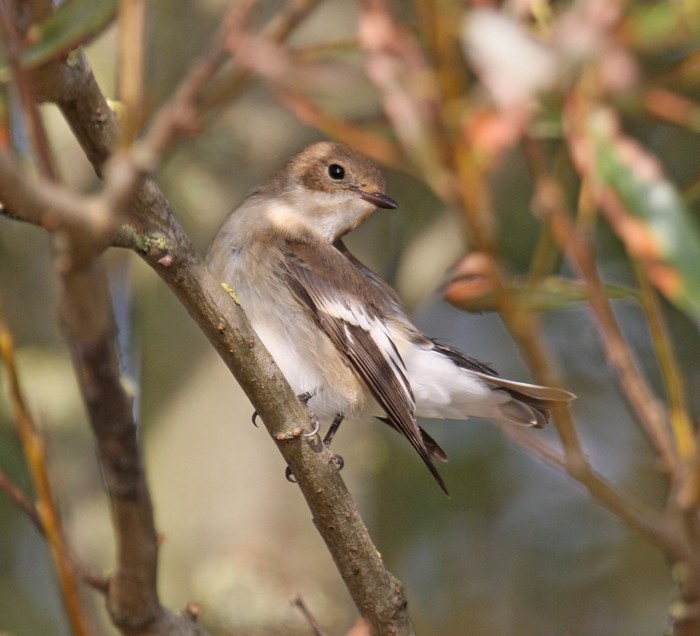 Pied Flycatcher