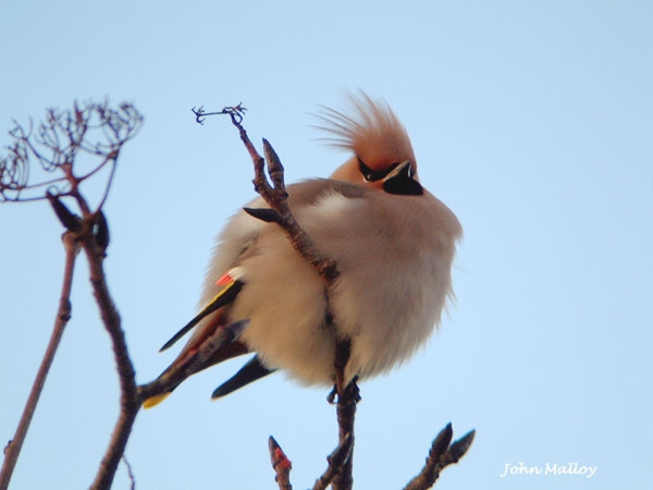 Waxwing