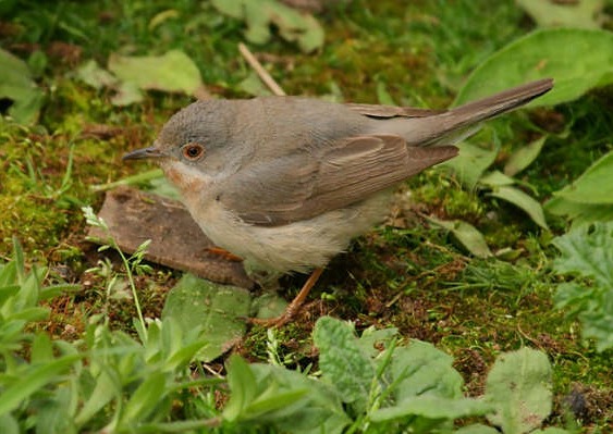 Subalpine Warbler