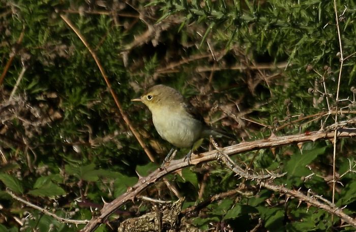 Melodious Warbler