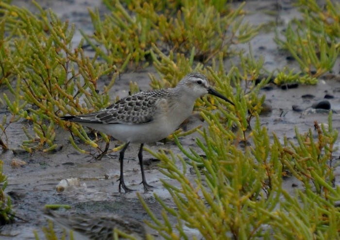 Curlew Sandpiper