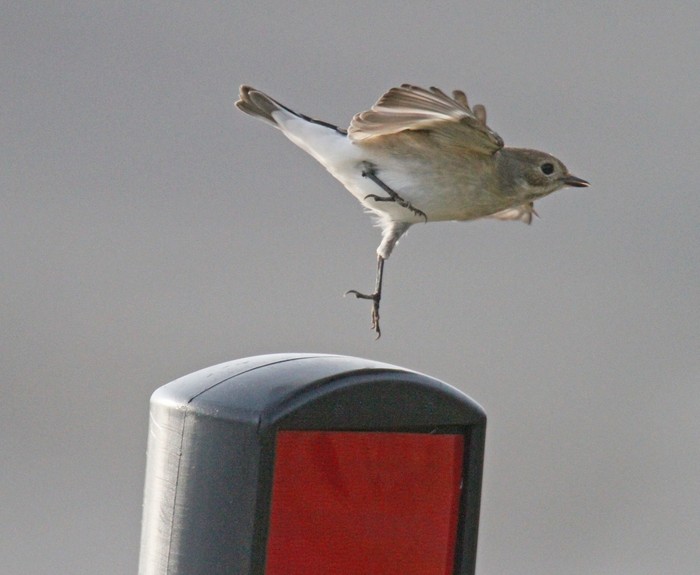 Pied Flycatcher
