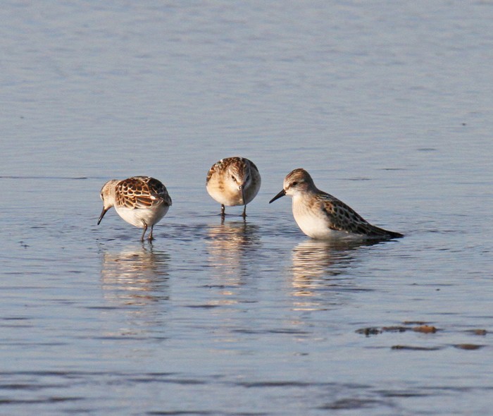 Little Stint
