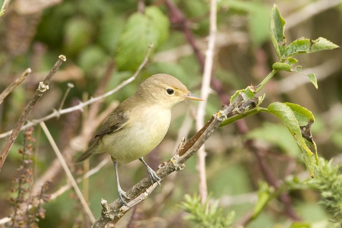 Melodious Warbler