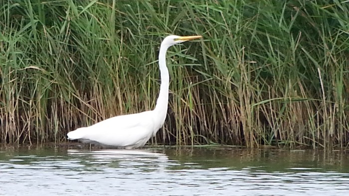 Great White Egret