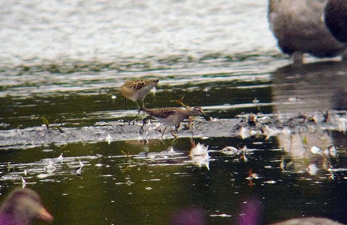 Wood Sandpiper