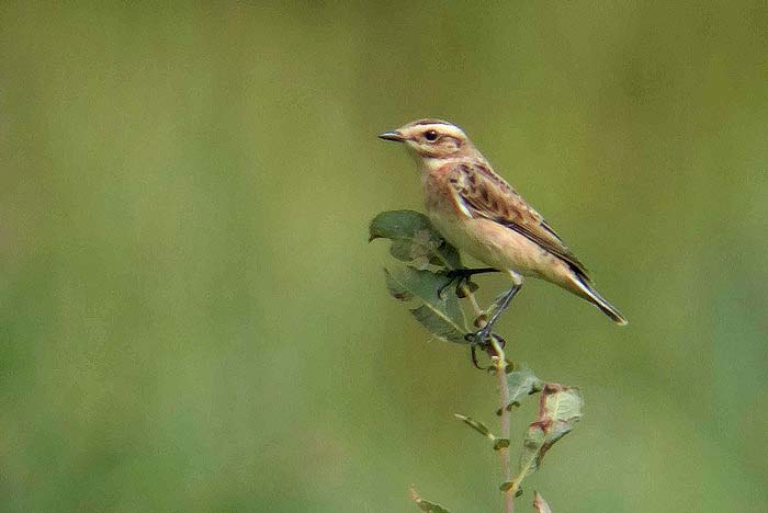 whinchat