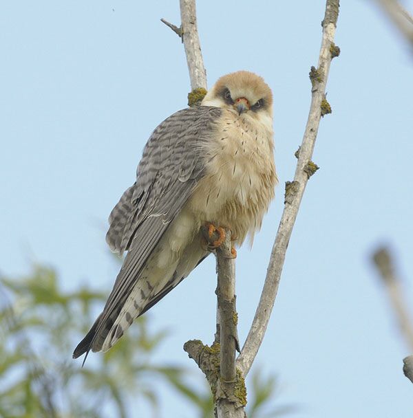 Red-footed Falcon