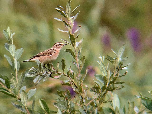 Whinchat