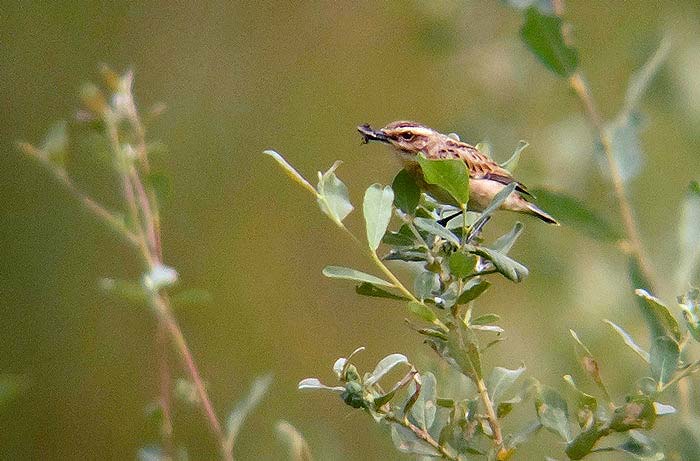Whinchat