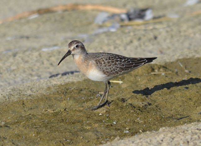 Curlew Sandpiper