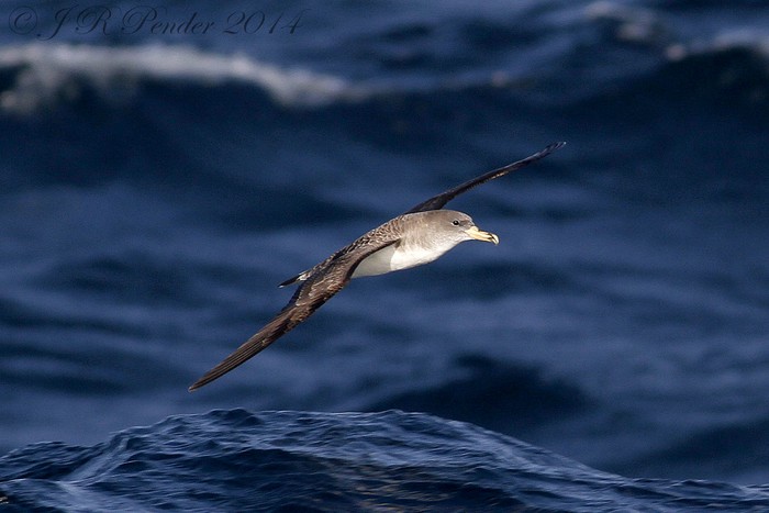 Cory's Shearwater