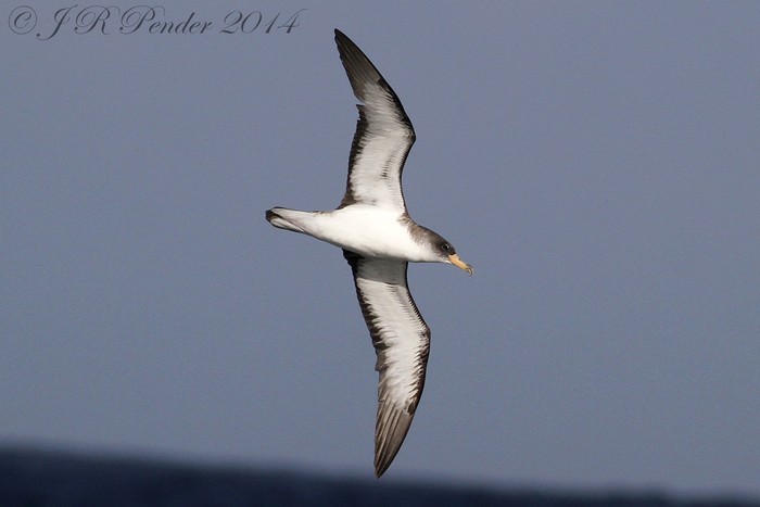 Cory's Shearwater