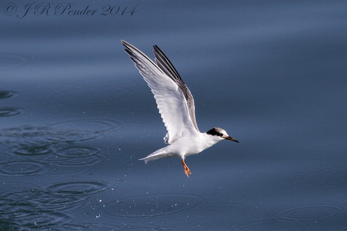 Little Tern