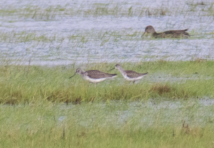 Marsh Sandpiper