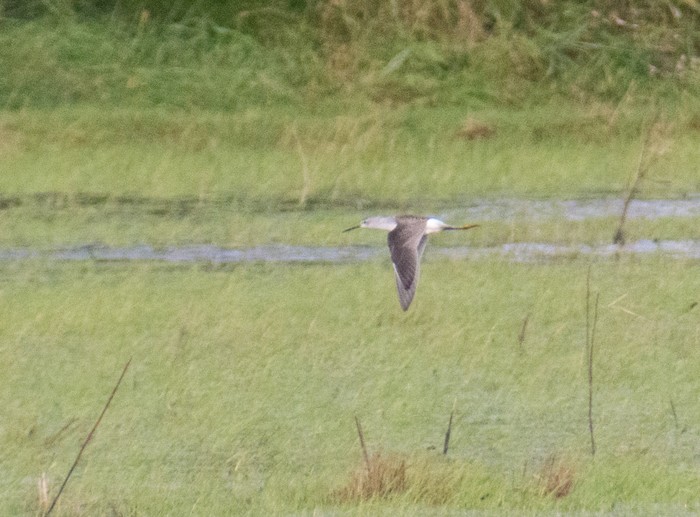 Marsh Sandpiper