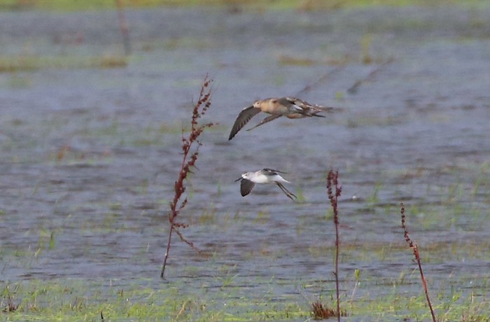 Marsh Sandpiper