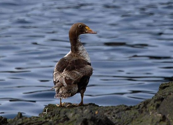 King Eider