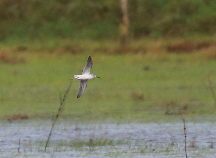 Marsh Sandpiper