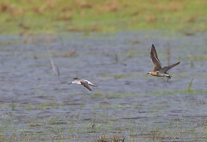 Marsh Sandpiper