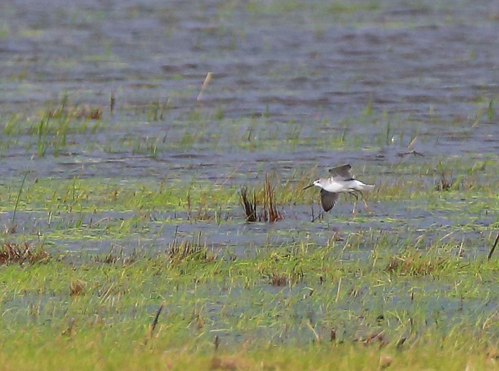 Marsh Sandpiper