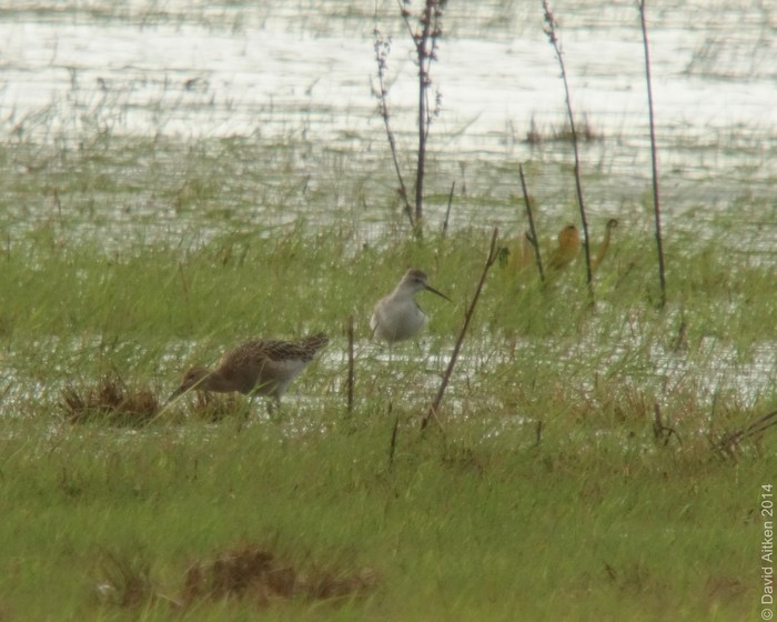 Marsh Sandpiper