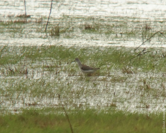 Marsh Sandpiper
