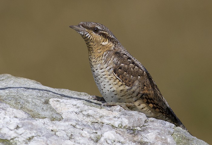 Wryneck