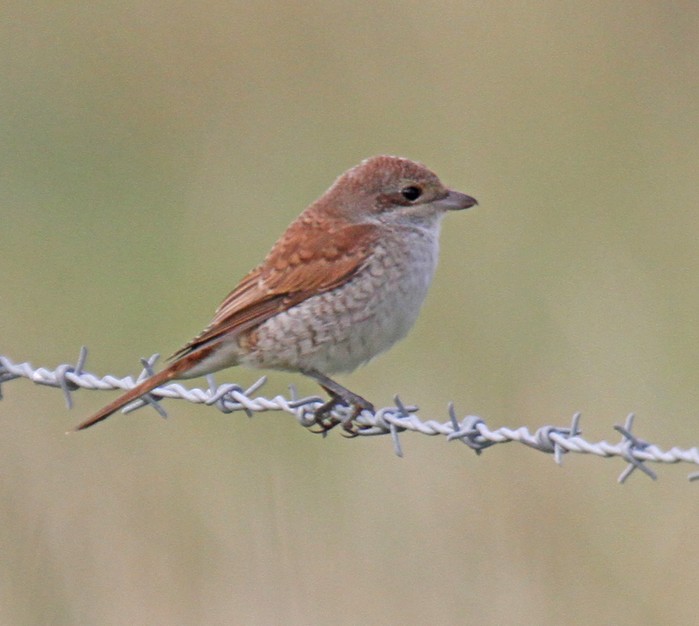 Red-backed Shrike