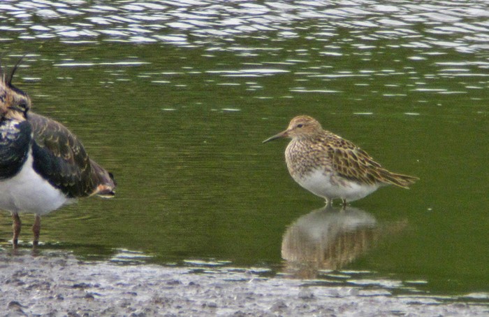 Pectoral Sandpiper