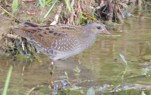 Spotted Crake