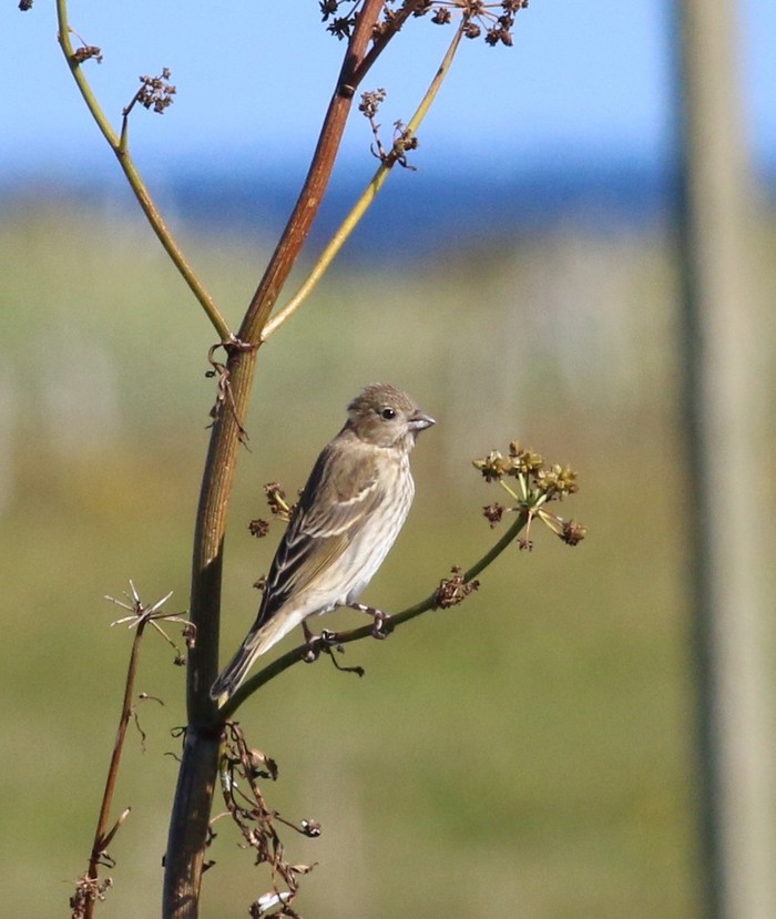 Common Rosefinch