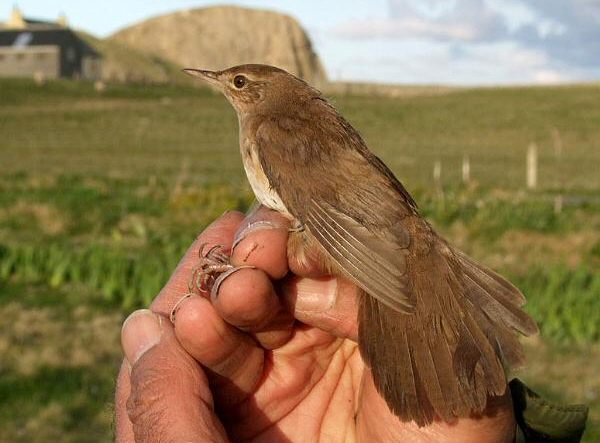 Savi's Warbler