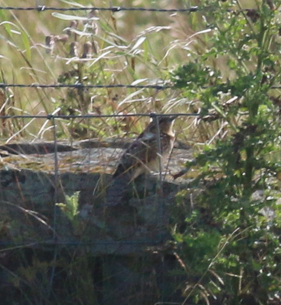 Wryneck