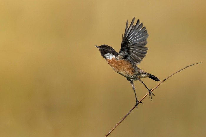 Stonechat