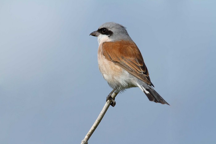 Red-backed Shrike