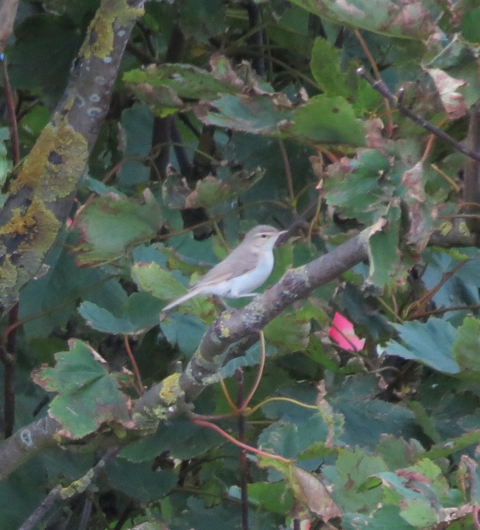 Booted Warbler