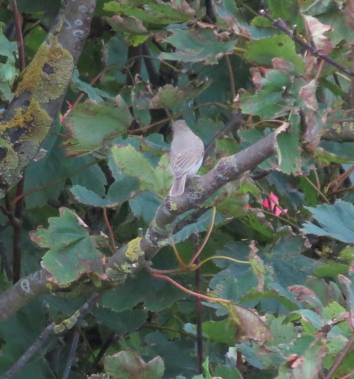 Booted Warbler
