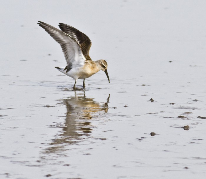 Curlew Sandpiper