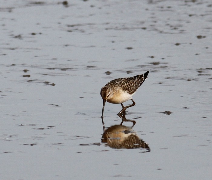 Curlew Sandpiper