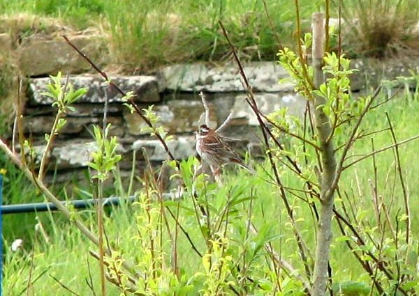 Rustic Bunting