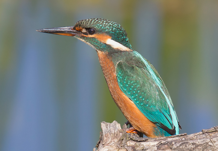 Kingfisher