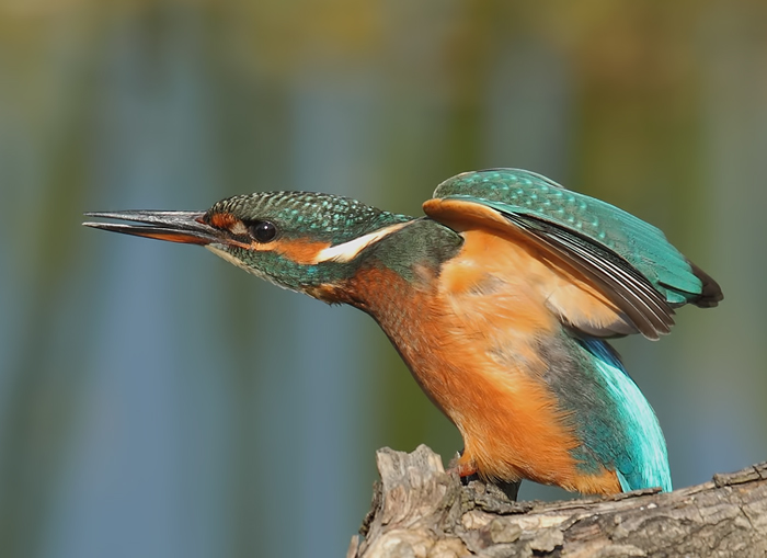 Kingfisher