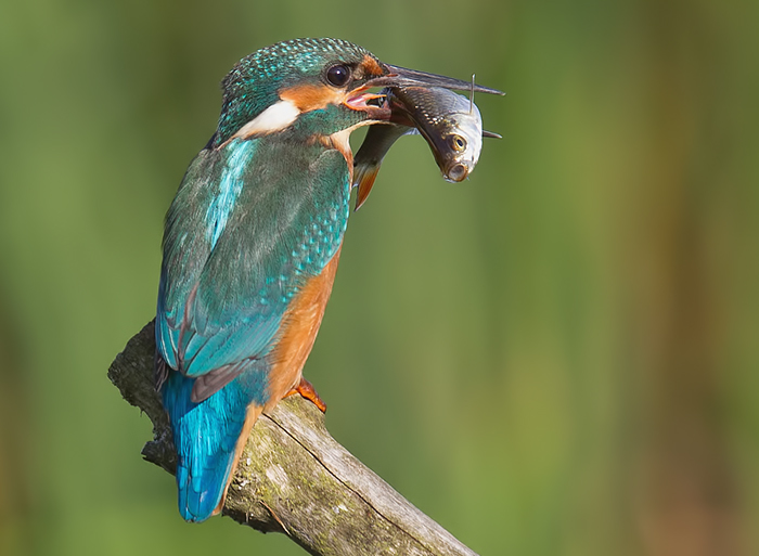 Kingfisher